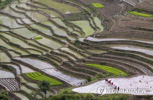 NEPAL RICE PLANTATION SEASON : 네이트 뉴스