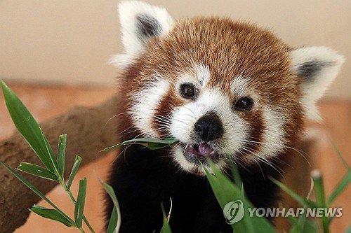 GREECE RED PANDA : 네이트 뉴스