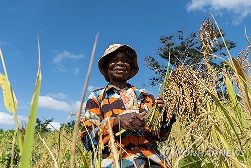 LIBERIA AGRICULTURE : 네이트 뉴스