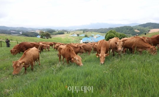 미경작지·불법 축사로 재해보험 가입 사례 대거 적발…1.5억 환수 예정 : 네이트 뉴스