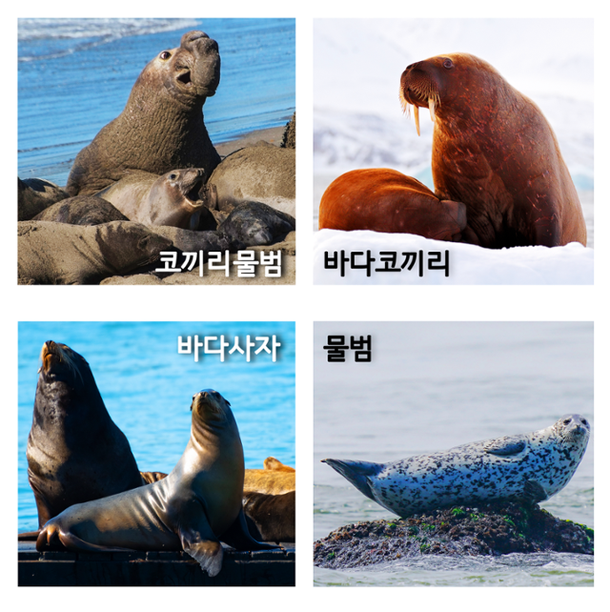 물범, 바다사자, 바다표범 구분법 [김영준의 균형] : 네이트 뉴스