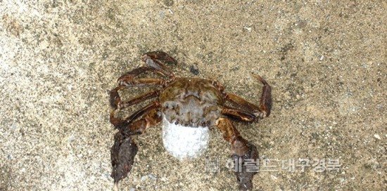 울릉도 맑으니 참게 돌아왔네…밥도둑 '참게'9년만에 울릉도 민물서 모습 드러내 : 네이트 뉴스