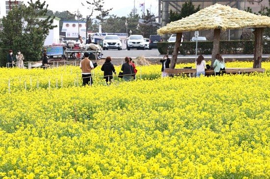 한반도 동쪽끝 포항 호미곶, 유체꽃 노란물결 넘실 : 네이트 뉴스