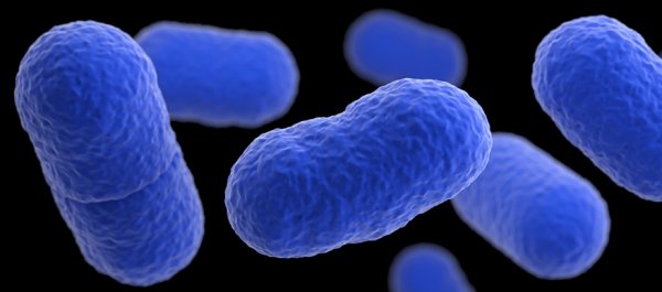 밀크셰이크 먹고 3명 사망?….'이 균' 때문 : 네이트 뉴스