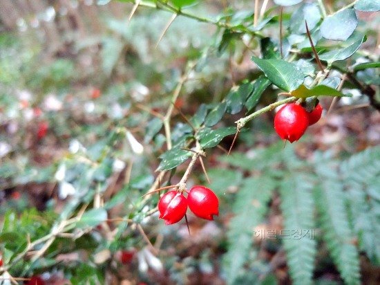 [기고] 한국 자생식물 이야기〈23〉 호자나무(Damnacanthus indicus C.F.Gaertn.) : 네이트 뉴스