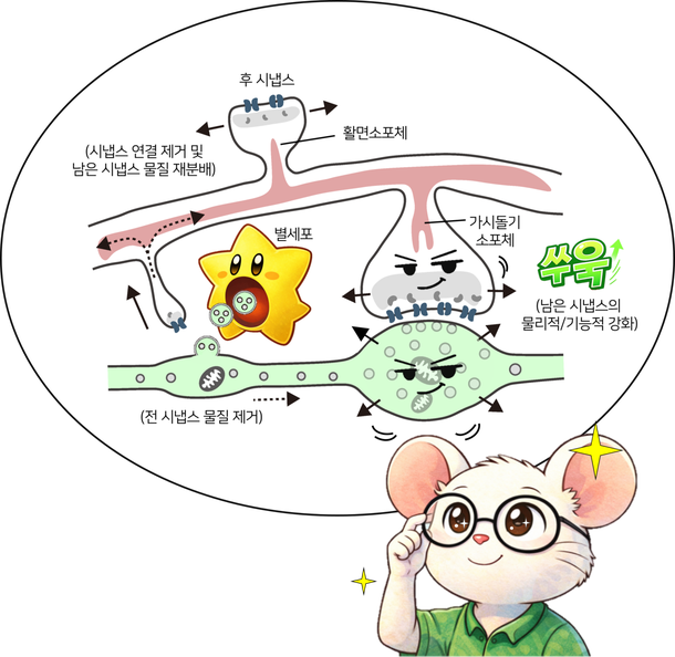 별세포로 뇌 회로 편집, 기억력↑…자폐·조현증 치료길 연다 : 네이트 뉴스