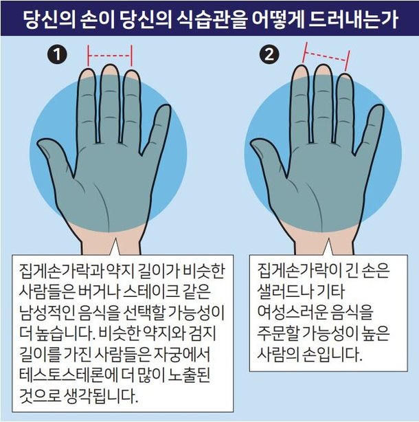 약지 길면 햄버거, 검지 길면 샐러드? '손가락 길이' 보면 식성 보인다 : 네이트 연예