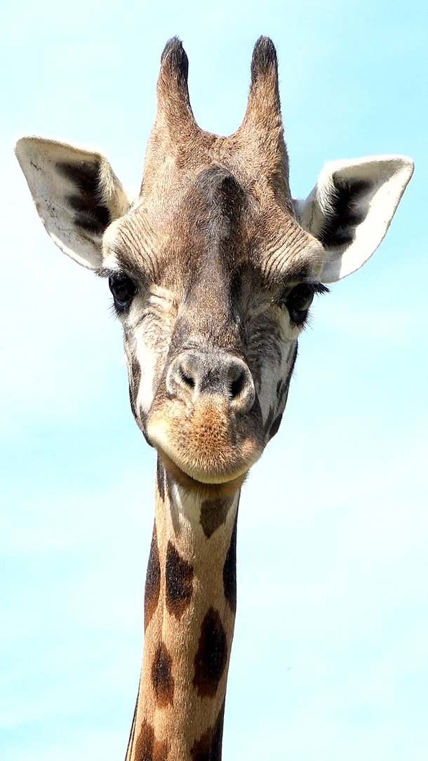 몸무게 1톤 기린이 넘어지면 생기는 일은? [동물피디아] : 네이트 뉴스
