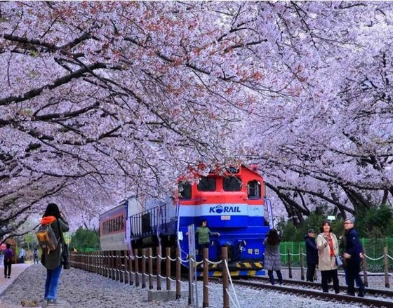 4년 만에 돌아온 벚꽃 축제 '진해군항제'…다음주 초 벚꽃 절정 : 네이트 뉴스