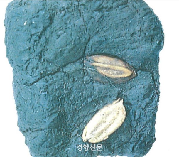 [이기환의 흔적의 역사] 홀연히 나타난 1만5000년전 '청주 소로리 볍씨'의 정체 : 네이트 뉴스