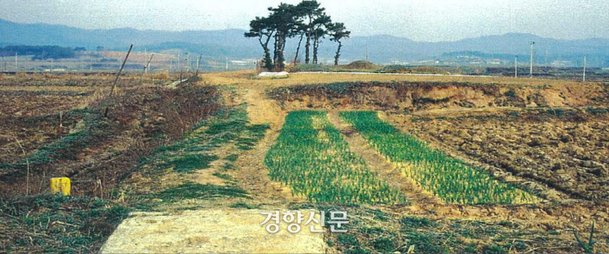 [이기환의 흔적의 역사] 홀연히 나타난 1만5000년전 '청주 소로리 볍씨'의 정체 : 네이트 뉴스