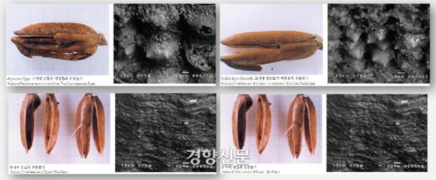[이기환의 흔적의 역사] 홀연히 나타난 1만5000년전 '청주 소로리 볍씨'의 정체 : 네이트 뉴스