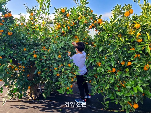 감귤따기 체험도 하고 볼거리도 풍성…제주 감귤박람회 : 네이트 뉴스