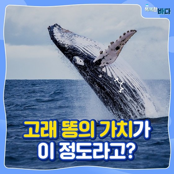 고래 똥의 가치가 이 정도라고? : 네이트 뉴스