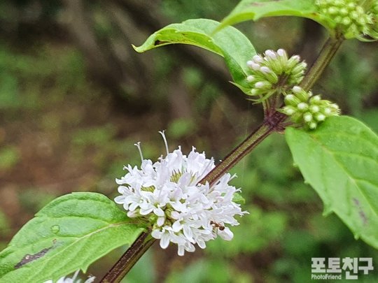 [포토친구] 살짝 만지기만 해도 박하향이 상쾌하게 퍼지는 박하꽃 : 네이트 뉴스