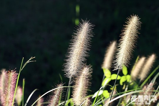 [포토친구] 눈부신 아름다움을 뽐내는 들풀 : 네이트 뉴스