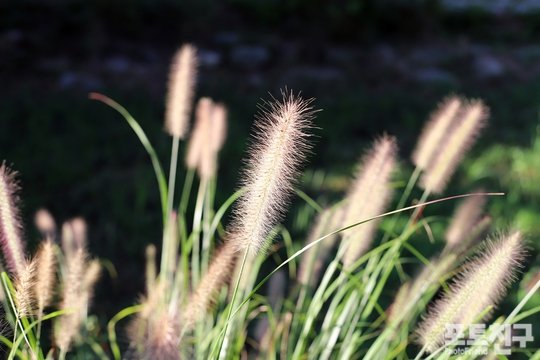 [포토친구] 눈부신 아름다움을 뽐내는 들풀 : 네이트 뉴스