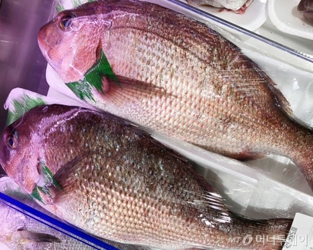 [바다정보다잇다] 사시사철 맛좋은 참돔의 모든 것 : 네이트 뉴스