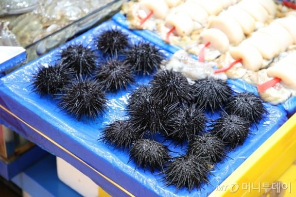 [바다정보다잇다] 바다를 한아름 품은 맛, 성게에 대해 알아보자 : 네이트 뉴스