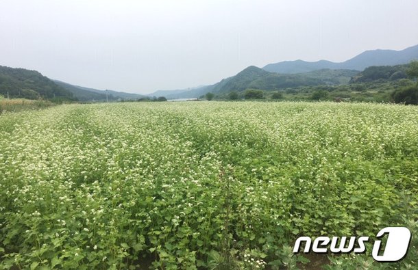 원주시 부론면 남한강변 7만7000㎡에 메밀꽃 '하얀 물결' : 네이트 뉴스