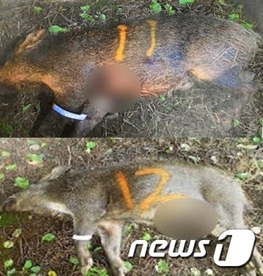 '탕탕' 필드에 울린 총성…멧돼지 사냥터된 제주 골프장 : 네이트 뉴스