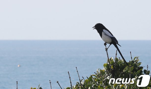 '길조'라 한라산에 풀었더니…소송까지 부르는 제주 까치 : 네이트 뉴스