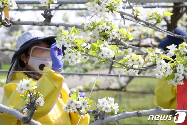만개한 배꽃 : 네이트 뉴스