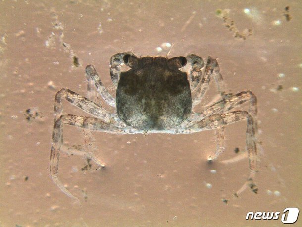 부산시 수산자원연구소, 낙동강 유역에 동남참게 20만마리 방류 : 네이트 뉴스