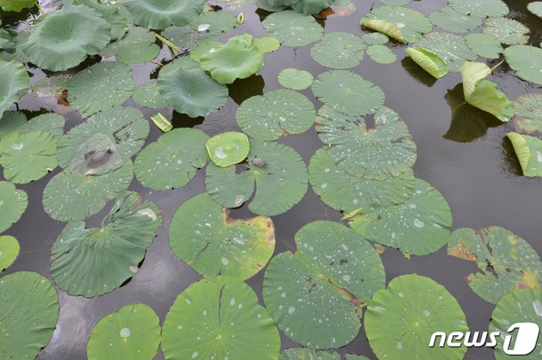가을비 머금은 연잎 : 네이트 뉴스