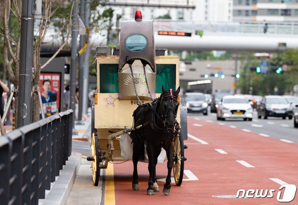 판교에 등장한 마차 : 네이트 뉴스