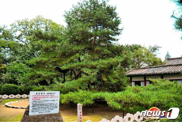 北 천연기념물 '함흥반송'…