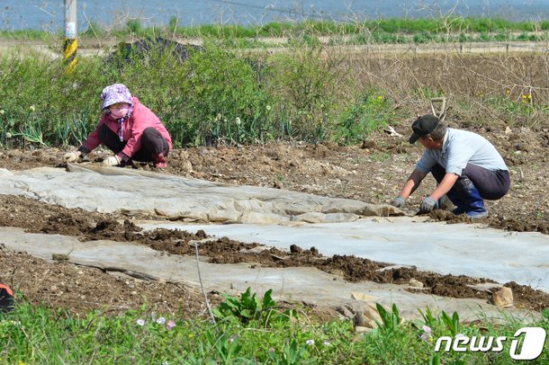 밭 농사 준비하는 부부 : 네이트 뉴스