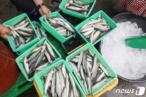 봉화은어축제 취소, 양식 은어 36만 마리 어쩌나? : 네이트 뉴스