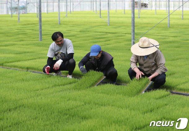 모판 살펴보는 관계자들 : 네이트 뉴스