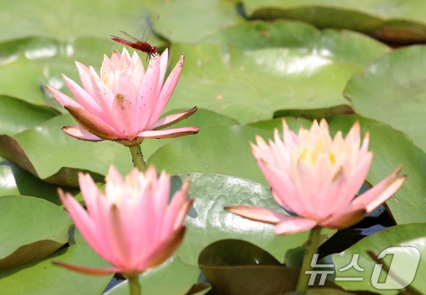 수련꽃과 고추잠자리 : 네이트 뉴스