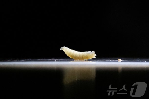 '살 파먹는 구더기' 美서 첫 인체감염…소 감염시 축산업 초토화 : 네이트 뉴스