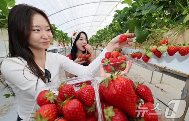 탐스롭게 익은 논산 딸기 : 네이트 뉴스