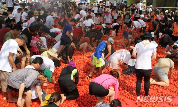 화천토마토축제 8월5일 개막3년 만에 재개 네이트 뉴스 2673