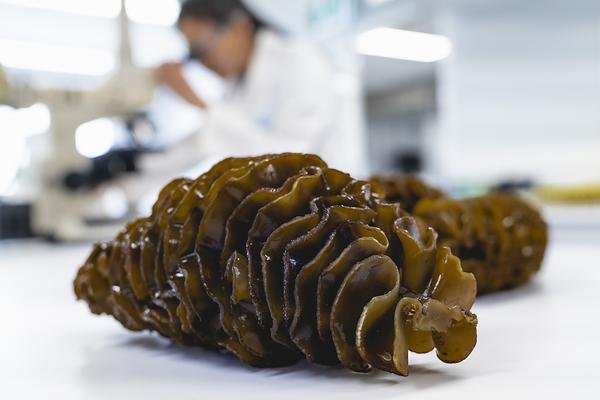 [PRNewswire] Seaweed extract shown to relieve prostate symptoms : 네이트 뉴스