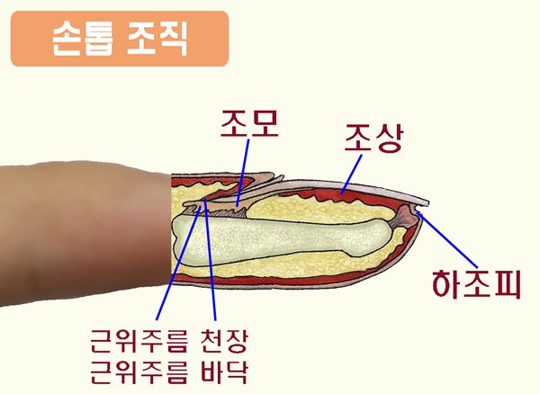 서울대병원 