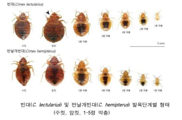 전국 확산 중인 빈대, 물렸다면 대처는? : 네이트 뉴스