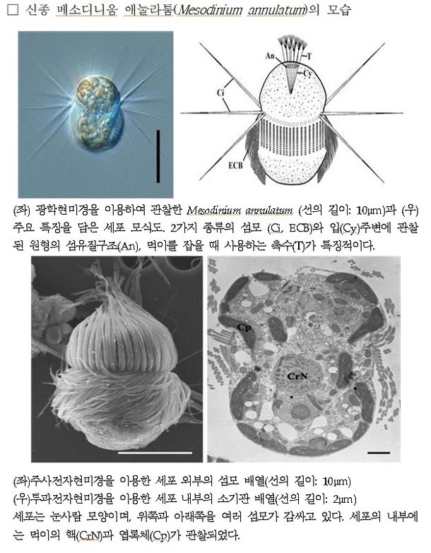 적조현상 일으키는 새로운 섬모충 발견 : 네이트 뉴스