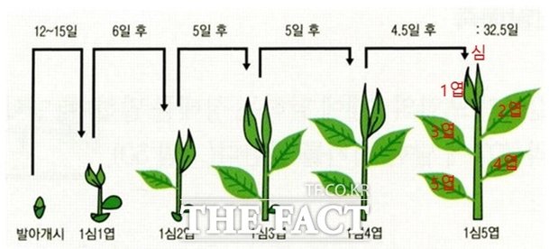 농진청, 녹차·발효차 품질 높이는 찻잎 수확 시기 공개 : 네이트 뉴스