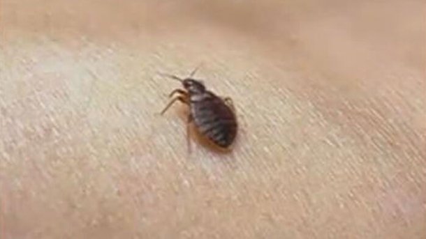 전국 빈대 다시 늘었다…'가정 내 발견' 최다 : 네이트 뉴스