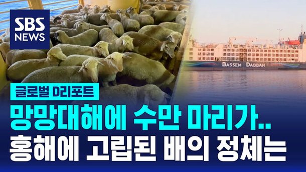 [글로벌D리포트] 소 · 양 수만 마리가 한 달째 바다 위에 : 네이트 뉴스