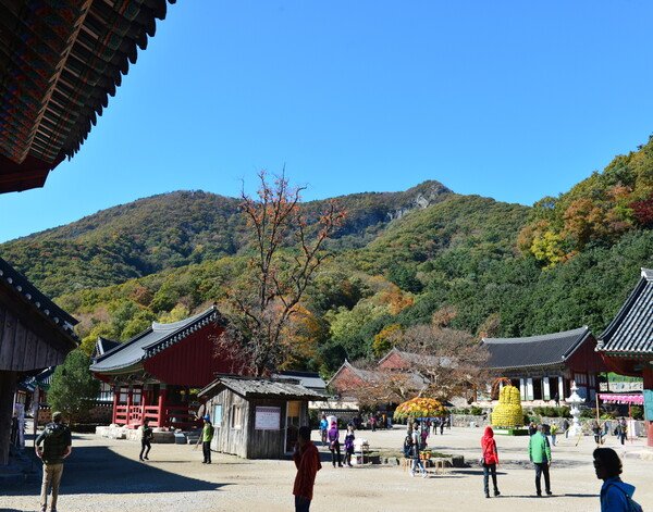 고창군, 선운사 관람료 무료 결정 : 네이트 뉴스