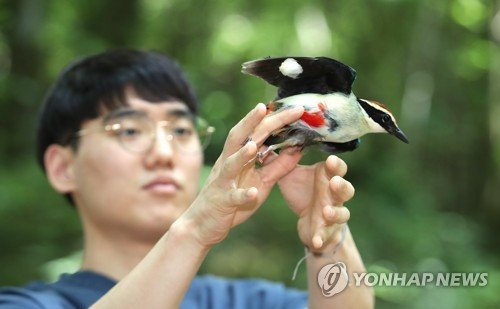 [카메라뉴스] 제주야생동물구조센터, 구조된 멸종위기종 팔색조 방사 : 네이트 뉴스