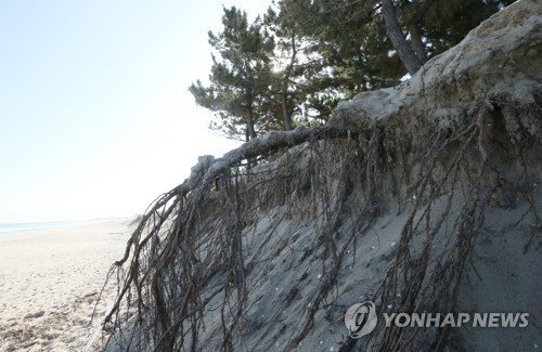위협받는 동해안 700년 해송 숲 : 네이트 뉴스