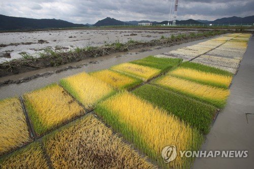 못자리의 모판 : 네이트 뉴스