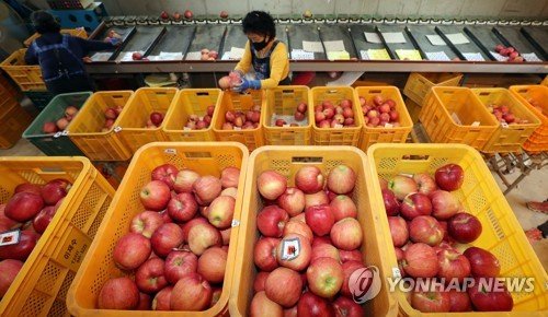 충주 홍로 사과 선별작업 : 네이트 뉴스